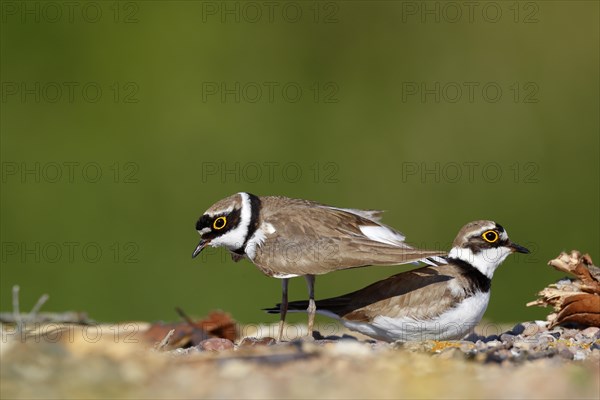 Little ringed plover (Charadrius dubius)