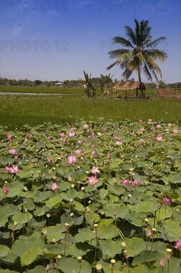 Lotus flowers (Nelumbo)