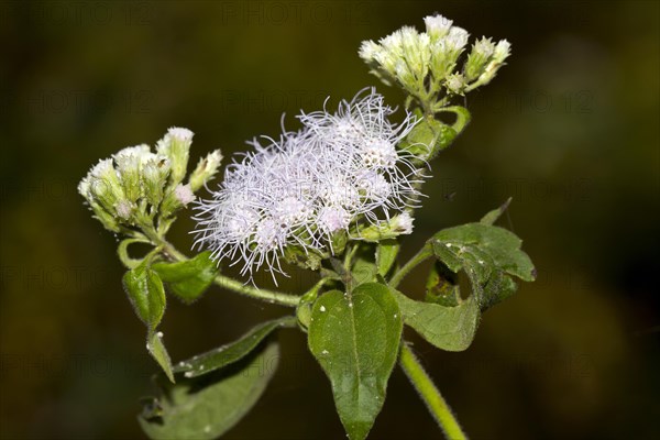 Flossflower (Ageratum houstonianum)