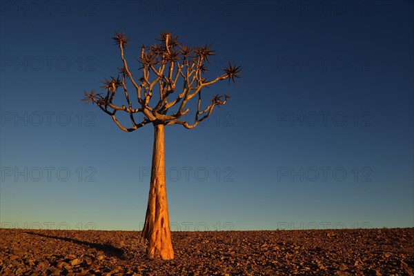 Quiver tree (Aloe dichotoma) near Fish River Canyon