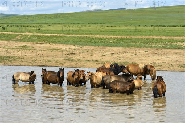 A herd of horses (Equus) seeks cooling in a pond