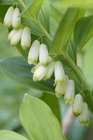 Solomon's seal (Polygonatum multiflorum)