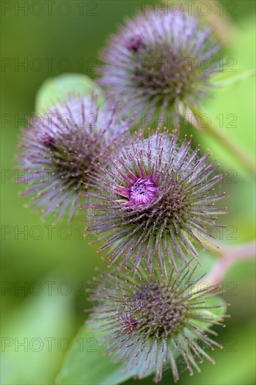 Burdocks (Arctium)