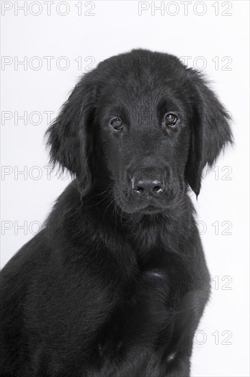 Flat Coated Retriever