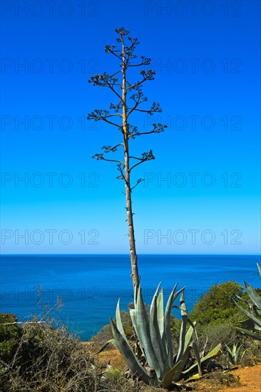 Century plant (Agave americana)