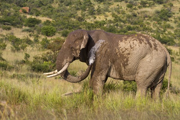 African elephant (Loxodonta africana)