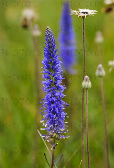 Spiked speedwell (Veronica spicata)