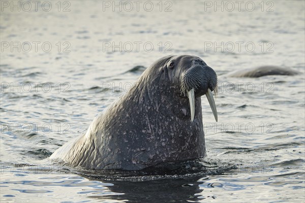 Walrus (Odobenus rosmarus)
