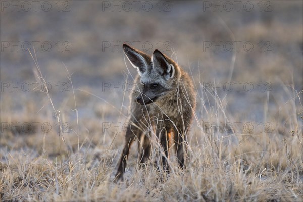 Bat-eared fox (Otocyon megalotis)