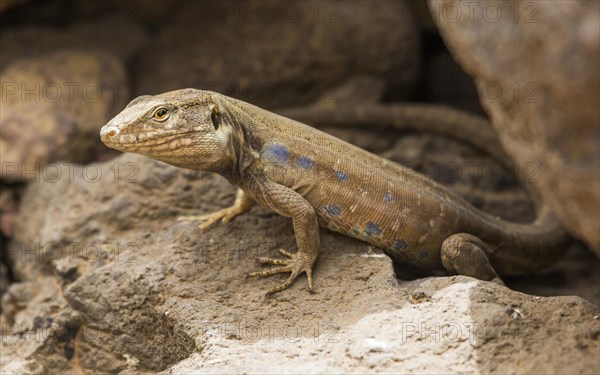 Gallot's lizard (Gallotia galloti) between rocks