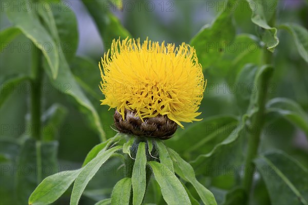 Globe knapweed (Centaurea macrocephala)