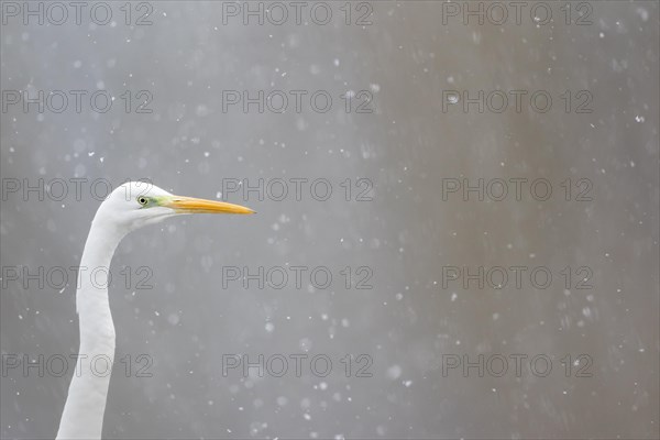 Great egret (Ardea alba)