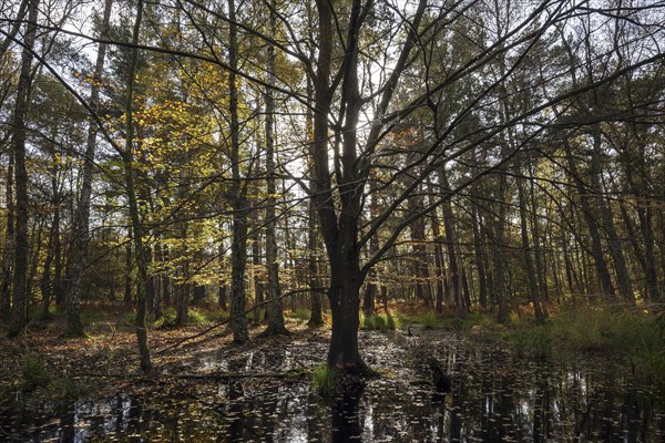 Moorland landscape with autumnal trees in the Osterwald