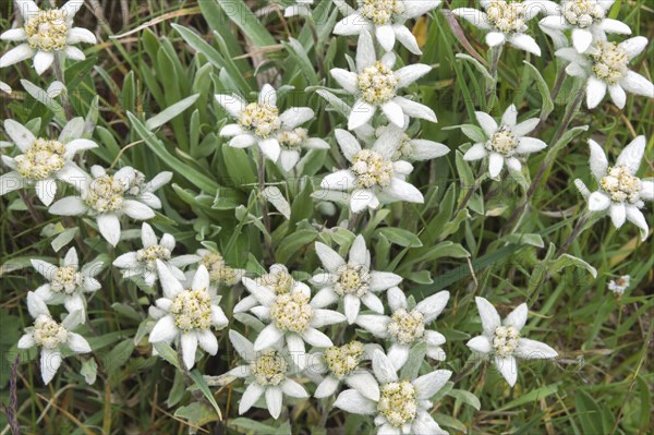 Edelweiss (Leontopodium nivale)