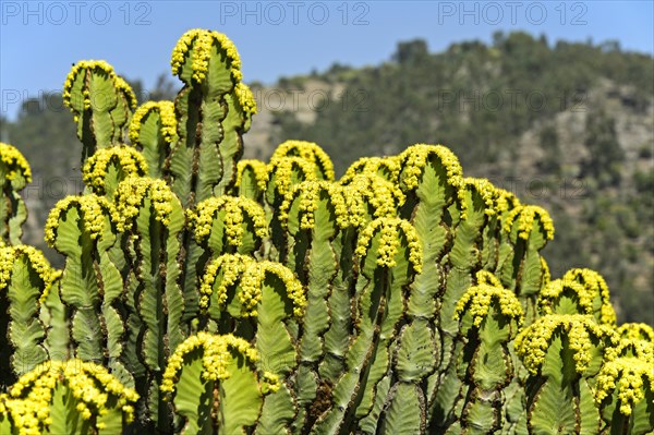 Flowering candelabra tree (Euphorbia candelabrum)