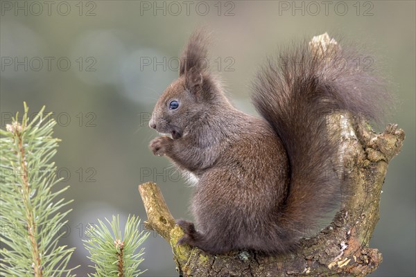 Eurasian red squirrel (Sciurus vulgaris) sits in a branch fork