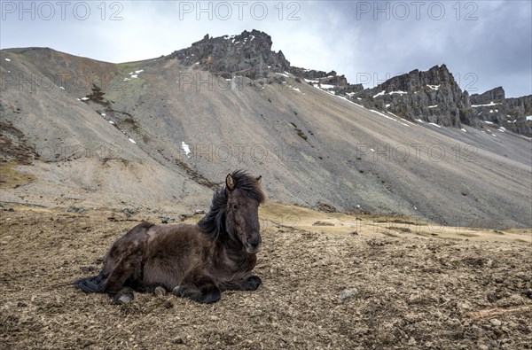 Icelandic horse (Equus islandicus)