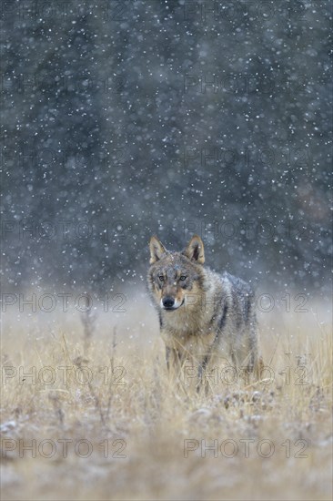 Gray wolf (Canis lupus)