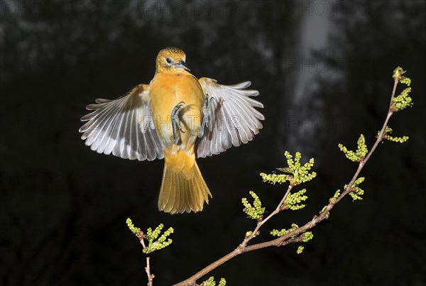 Female Baltimore oriole (Icterus galbula)