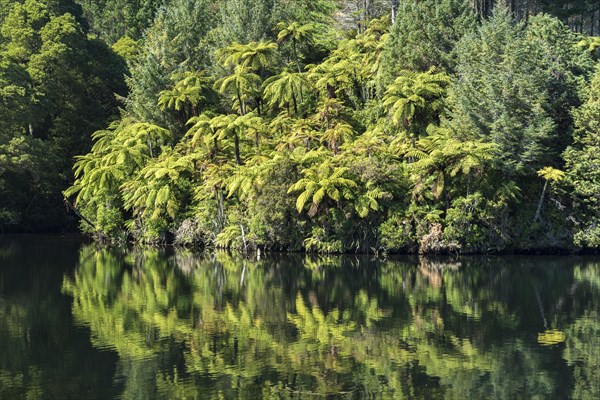 Tree ferns (Cyatheales) on the shore