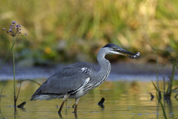 Grey heron (Ardea cinerea) with a black minke catfish