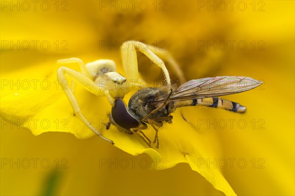 Goldenrod crab spider (Misumena vatia) with prey