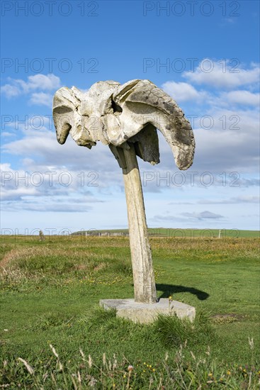 Sculpture from whale bones of a whale