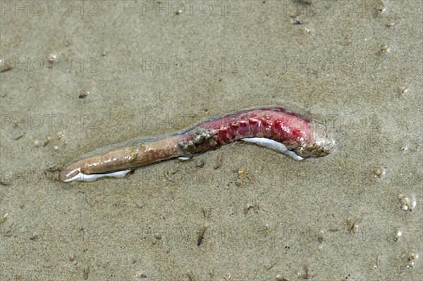 Lugworm (Arenicola marina) digs into the sand