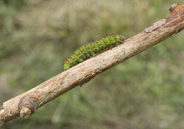 Caterpillar