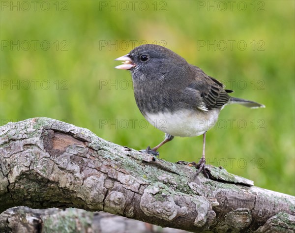 Dark-eyed Junco (Junco hyemalis)