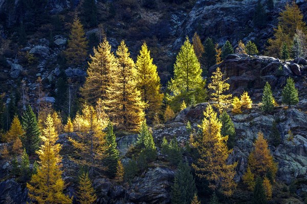 Larch in autumn