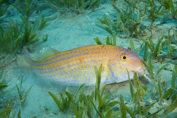 Cinnabar Goatfish (Parupeneus heptacanthus) hiding in the sea grass