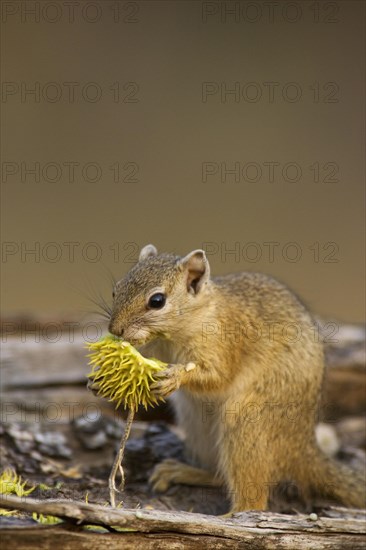 Tree Squirrel (Paraxerus cepapi)