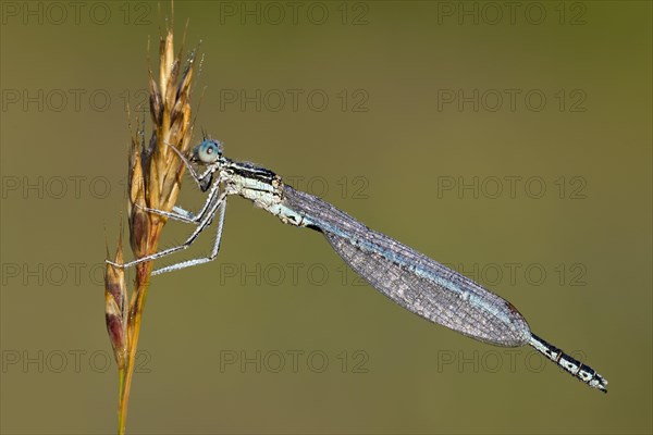 White-legged damselfly (Platycnemis pennipes)