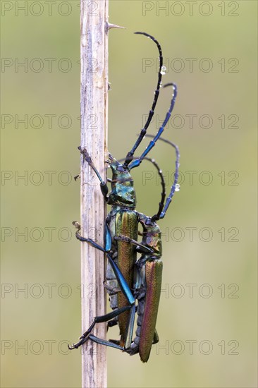 Musk beetle (Aromia moschata) an Halm