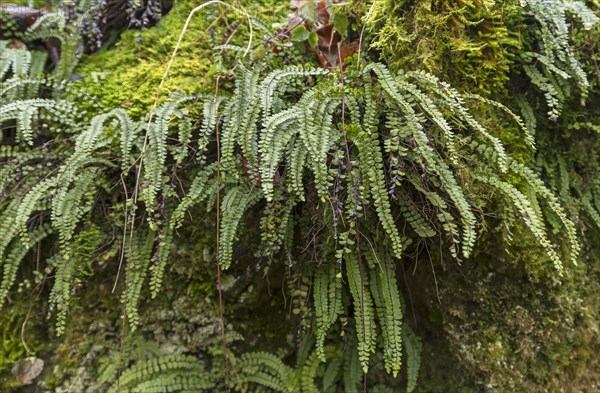 Maidenhair spleenwort (Asplenium trichomanes)