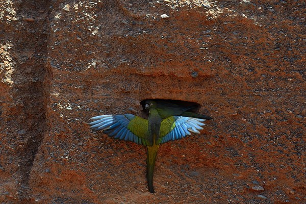 Burrowing Parrots (Cyanoliseus patagonus)