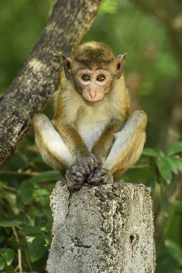 Toque macaque (Macaca sinica)