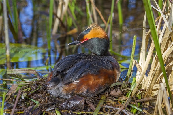 Horned Grebe (Podiceps auritus)