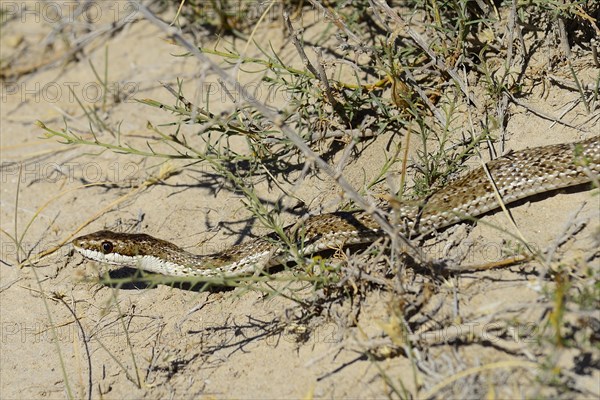 Mousehole snake (Philodryas trilineata)