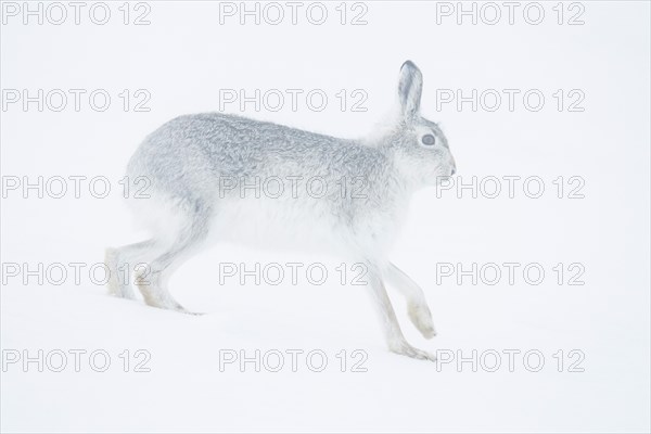 Mountain hare (Lepus timidus) running in snow