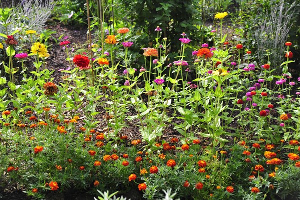 Flower garden with zinnias (Zinnia) and with Marigolds (Tagetes)