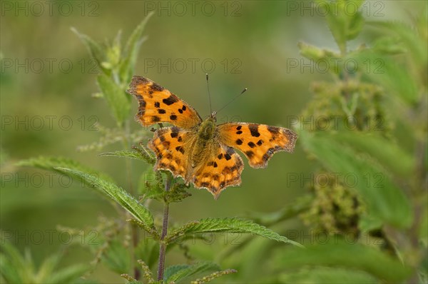 Comma (Polygonia C-album) on nettle (Urtica)