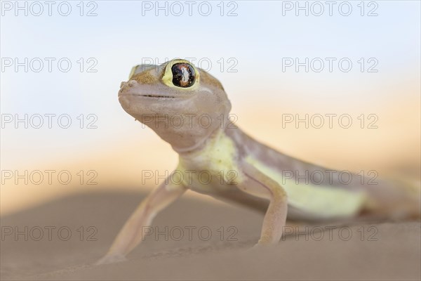 Namib sand gecko (Pachydactylus rangei) in Sand Dune