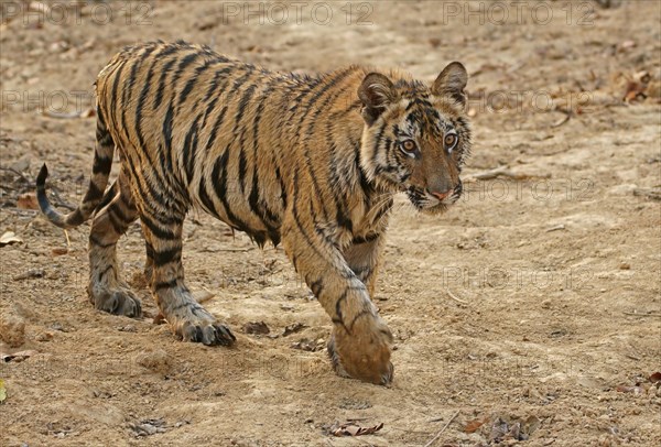 Bengal tiger (Panthera tigris tigris)