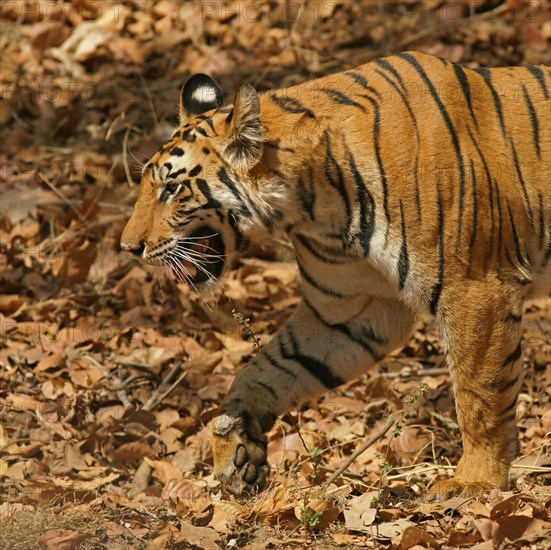 Bengal tiger (Panthera tigris tigris)