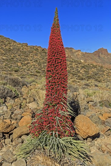 Flowering Echium wildpretii (Echium wildpretii)