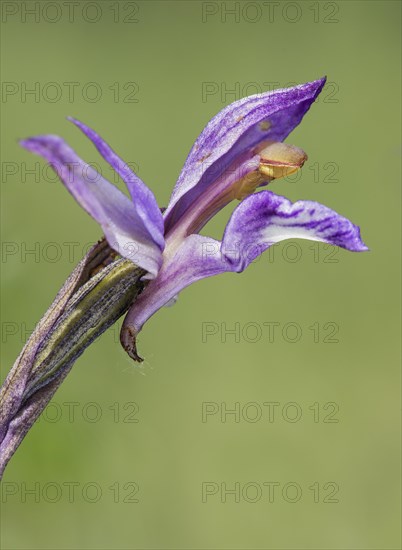 Violet Limodore (Limodorum abortivum)