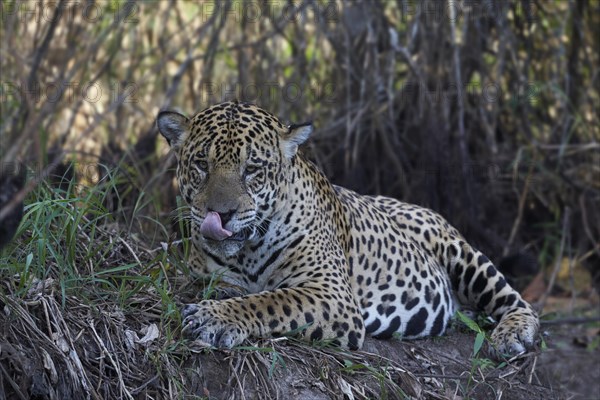 Jaguar (Panthera onca) resting on a glade at the Rio Cuiaba