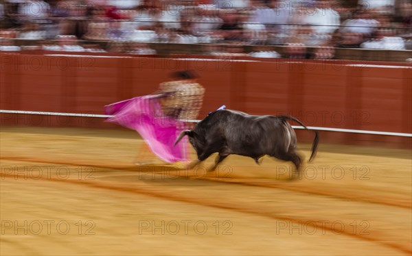 Racing bull with matador